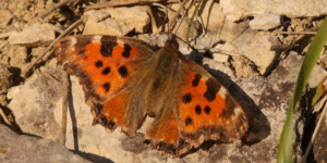 Large Tortoiseshell Butterfly (Nymphalis polychloros). Image: Will Langdon, University of Oxford (CC)