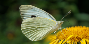 Large White Butterfly (Pieris brassicae). Image: xulescu_g, Flickr (CC)