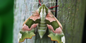 Lime Hawk-moth (Mimas tiliae). Image: Douglas Boyes (CC)