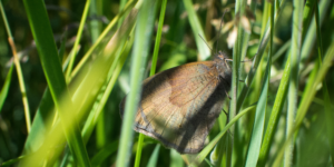 Meadow Brown Butterfly (Maniola jurtina). Image: Sam Ebdon, University of Edinburgh (CC)