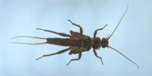 A stonefly (Nemurella pictetii). Image: Jason Doe ©