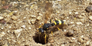 Ornate Tailed Digger Wasp (Cerceris rybyensis). Image: Liam Crowley, University of Oxford (CC)