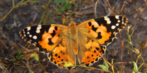 Painted Lady Butterfly (Vanessa cardui). Image: Gerard Talavera, Institut Botanic de Barcelona ©