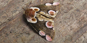 Peach Blossom Moth (Thyatira batis). Image: Douglas Boyes (CC)
