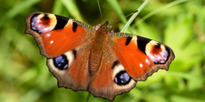 European Peacock Butterfly (Aglais io). Image: Sam Ebdon, University of Edinburgh (CC)
