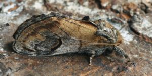 Pebble Prominent Moth (Notodonta ziczac). Image: Ilia Ustyantsev, Flickr (CC)