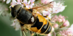 Plain-faced Dronefly (Eristalis arbustorum). Image: Martin Cooper, Flickr (CC)