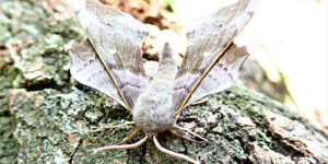 Poplar Hawk-moth (Laothoe populi). Image: Liam Crowley, University of Oxford (CC)