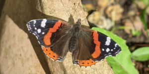 Red Admiral Butterfly (Vanessa atalanta). Image: Luke Lythgoe, Wellcome Sanger Institute (CC)