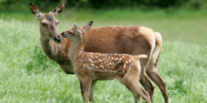 Red Deer (Cervus elaphus). Image: John Fletcher, Reediehill Farm ©