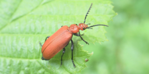 Red-headed Cardinal Beetle (Pyrochroa serraticornis). Image: Liam Crowley, University of Oxford (CC)