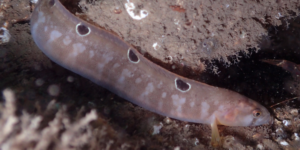 Rock Gunnel (Pholis gunnellus). Image: Richie Rocket, Flickr (CC)