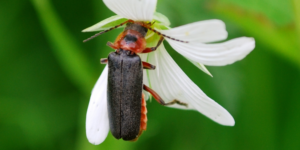 A sailor beetle (Cantharis rustica). Image: Liam Crowley, University of Oxford (CC)