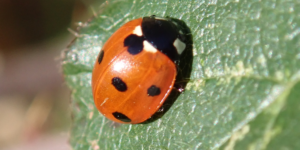 Seven-spotted Ladybird (Coccinella septempunctata). Image: Liam Crowley, University of Oxford (CC)