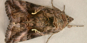 Silver Y Moth (Autographa gamma). Image: Douglas Boyes (CC)