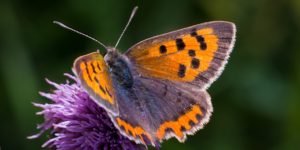Small Copper Butterfly (Lycaena phlaeas). Image: Sam Ebdon, University of Edinburgh (CC)