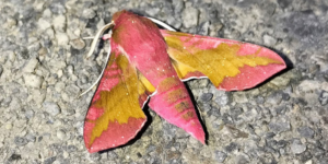 Small Elephant Hawk-moth (Deilephila porcellus). Image: Douglas Boyes (CC)