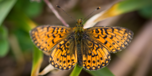 Small Pearl-bordered Fritillary (Boloria selene). Image: Sam Ebdon, University of Edinburgh (CC)