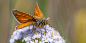 Small Skipper Butterfly (Thymelicus sylvestris). Image: Sam Ebdon, University of Edinburgh (CC)