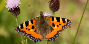 Small Tortoiseshell Butterfly (Aglais urticae). Image: Sam Ebdon, University of Edinburgh (CC)