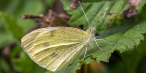 Small White Butterfly (Pieris rapae). Image: Sam Ebdon, University of Edinburgh (CC)