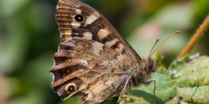 Speckled Wood Butterfly (Pararge aegeria). Image: Sam Ebdon, University of Edinburgh (CC)