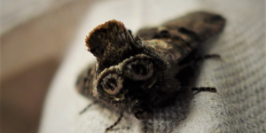 Spectacle Moth (Abrostola tripartita). Image: Gail Hampshire, Flickr (CC)