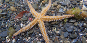 Spiny Starfish (Marthasterias glacialis). Image: Public Domain