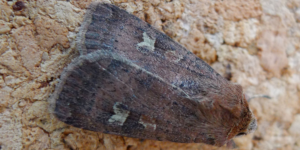 Square-spot Rustic Moth (Xestia xanthographa). Image: Gail Hampshire, Flickr (CC)