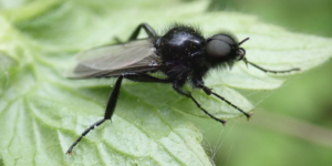 St Mark’s Fly (Bibio marci). Image: Liam Crowley, University of Oxford (CC)