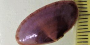 A sunset clam (Gari tellinella). Image: Marine Biological Association (CC)