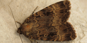 Svensson’s Copper Underwing Moth (Amphipyra berbera). Image: Donald Hobern, Flickr (CC)
