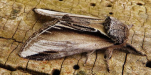 Swallow Prominent Moth (Pheosia tremula). Image: Gail Hampshire, Flickr (CC)