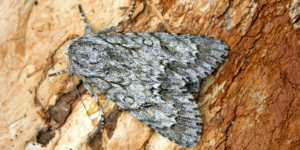 Sycamore Moth (Acronicta aceris). Image: Ben Sale, Flickr (CC)