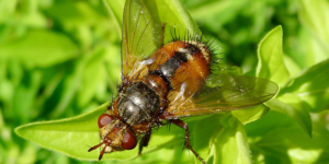 A tachinid fly (Tachina fera). Image: Gail Hampshire, Flickr (CC)