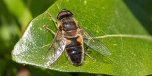 Tapered Drone Fly (Eristalis pertinax). Image: Luke Lythgoe, Wellcome Sanger Institute (CC)