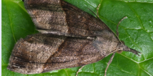 Snout Moth (Hypena proboscidalis). Image: Frank Vassen, Flickr (CC)