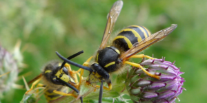 Tree Wasp (Dolichovespula sylvestris). Image: Gail Hampshire, Flickr (CC)