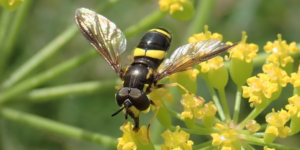 Two-banded Wasp Hoverfly (Chrysotoxum bicinctum). Image: Liam Crowley, University of Oxford (CC)