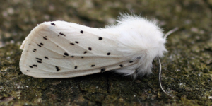 White Ermine Moth (Spilosoma lubricipeda). Image: Douglas Boyes (CC)