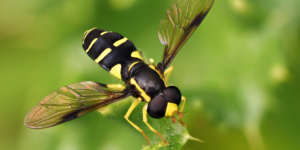 A hoverfly (Xanthogramma pedissequum). Image: Frank Vassen, Flickr (CC)