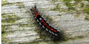 Yellow-tail Moth (Euproctis similis). Image: Douglas Boyes (CC)