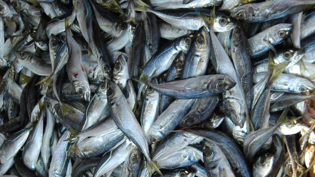 A catch of Atlantic horse mackerel