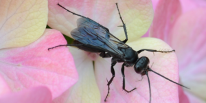 A spider wasp (Anoplius nigerrimus). Image: Alvesgaspar, Wikimedia Commons (CC)