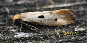 Bird’s Nest Moth (Tinea trinotella). Image: Douglas Boyes (CC)