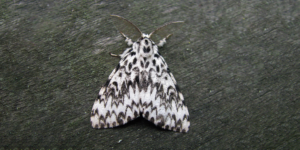 Black Arches Moth (Lymantria monacha). Image: Douglas Boyes (CC)