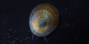 Blue-rayed Limpet (Patella pellucida). Image: Mark Blaxter, Wellcome Sanger Institute (CC)