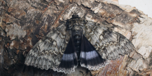 Clifden Nonpareil Moth (Catocala fraxini). Image: Ilia Ustyantsev, Flickr (CC)