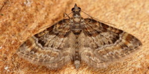 Double-striped Pug Moth (Gymnoscelis rufifasciata). Image: Ben Sale, Flickr (CC)