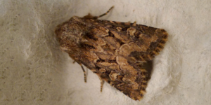 Flounced Rustic Moth (Luperina testacea). Image: Gail Hampshire, Flickr (CC)